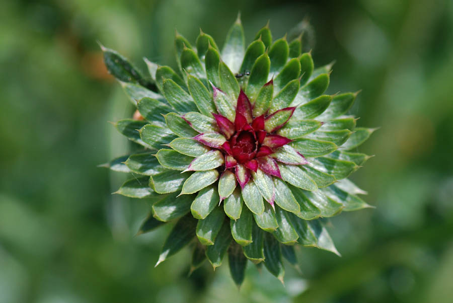 Carduus nutans / Cardo rosso